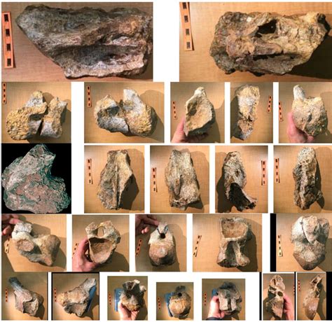 First Snout with Complete Teeth Row of Small Titanosaur in Indo-Pakistan Found from the Latest ...
