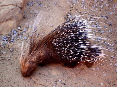 Porcupine, Wildlife, New World Porcupine picture 🔥 Best Free images