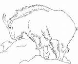 Mountain Goat Coloring Page & Book  Goats sketch template