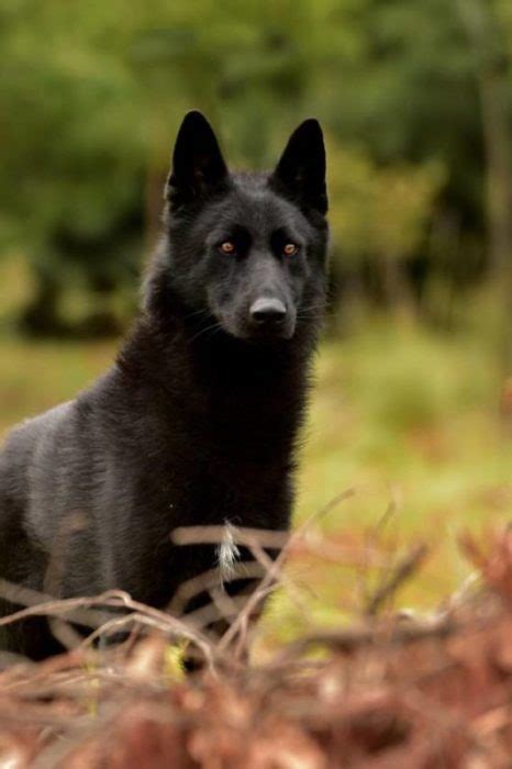 Black Wolf Dog Breeds