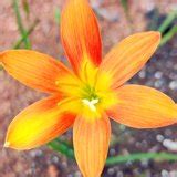 Mixed Rain Lily Bulbs, For Indoor And Outdoor Planting, Pots And Garden Planting, Naturalizing ...