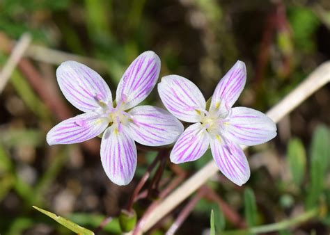 Spring Beauty, Dainty Flowers and a Tasty Potato Alternative - Eat The ...