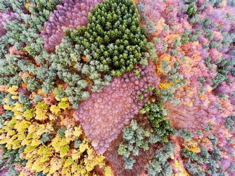 Aerial view of colorful autumn forest. | Custom-Designed Graphics ...