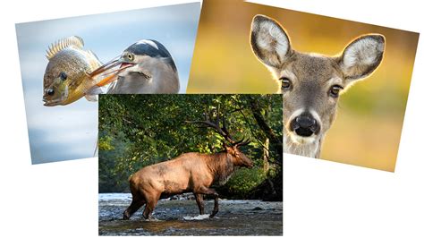 Help Tennessee Wildlife pick winning photos for annual calendar | WFLI