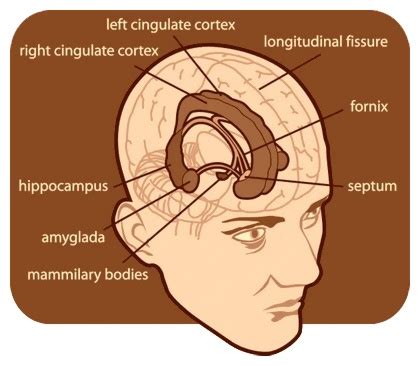 Role of the Limbic System #anatomy #doctors #nurses | Cingulate cortex ...