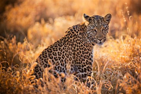 South Africa, no leopard will be killed in 2016 - LifeGate