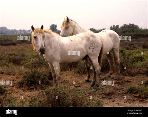 Camargue horse France French Camargue horses Stock Photo - Alamy