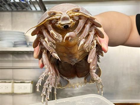 ‘Dream ingredient’: alien-like isopod ramen dish made with a 14-legged ...