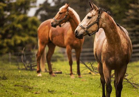 Ringworm in Horses | Avonvale Equine Vet Practice Blog