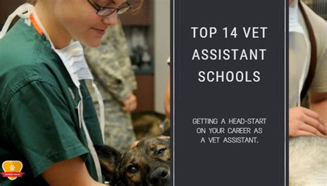 Top 14 Best Veterinary Assistant Schools for 2024 * Choose Wisely!