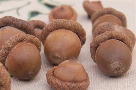 How To Eat Acorn Tree Nuts - Recipes.net