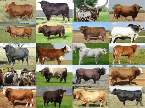 Cattle Farming - Everythig You Want to Know | Beefmaster