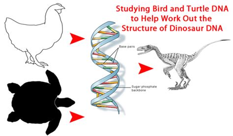 Birds and Turtles Provide a Clue to Dinosaur DNA