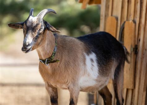 15 Best Small Goat Breeds for Pets