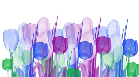 Pastel Tulips Background Free Stock Photo - Public Domain Pictures