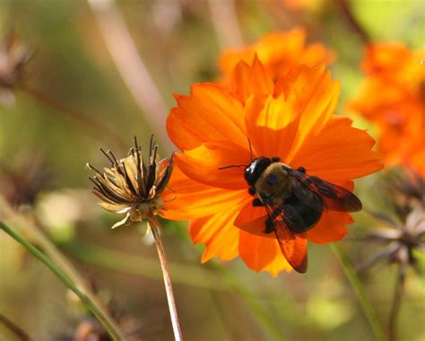 Lady Bee Photograph by Valia Bradshaw | Fine Art America