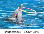 Dolphin Show Free Stock Photo - Public Domain Pictures