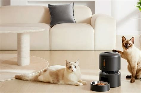 Cat-friendly products designed to keep your pet purrfectly happy ...