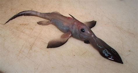 17 Ugly Fish and Weird Sea Creatures - Owlcation