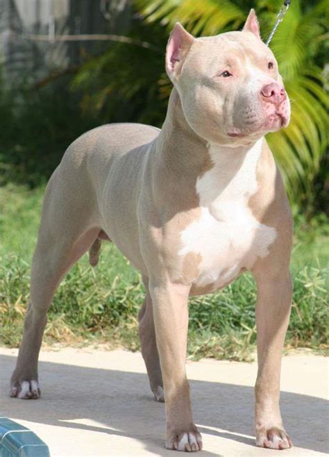 light tan pitbull - Google Search | Pitbull dog puppy, Bully breeds dogs, Cute dogs