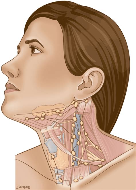 Swollen Lymph Nodes Symptoms Causes Mayo Clinic, 40% OFF