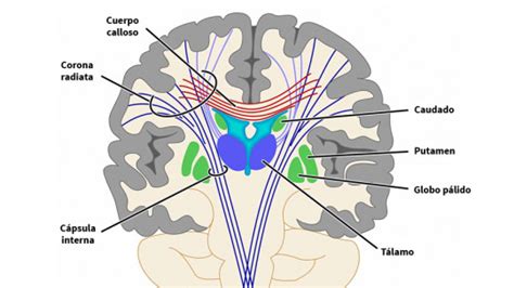 Putamen: estructura, funciones y trastornos relacionados