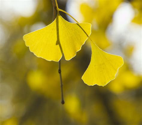 Gingko Leaves Ginkgo Biloba - Free photo on Pixabay - Pixabay