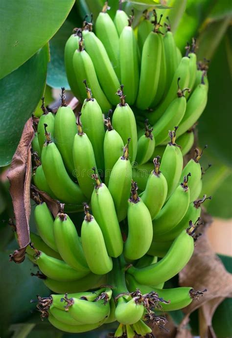 Unripe Banana. stock image. Image of foliage, close, healthy - 61987665