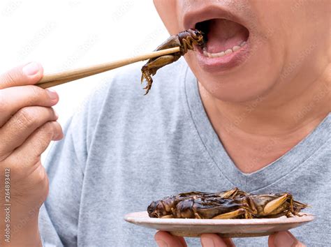 Food Insects: Man eating Cricket insect on chopsticks. Crickets deep ...