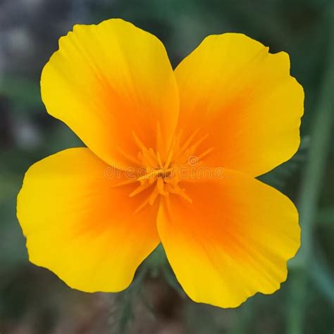 California Poppy Flower stock image. Image of nature - 95798431