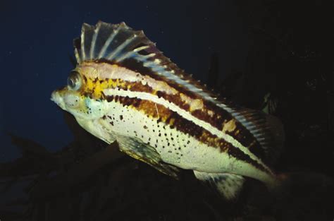 Horsefish - Marine Life - South Africa