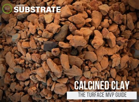 A Complete Guide To Turface Soil "Calcined Clay" For Terrariums