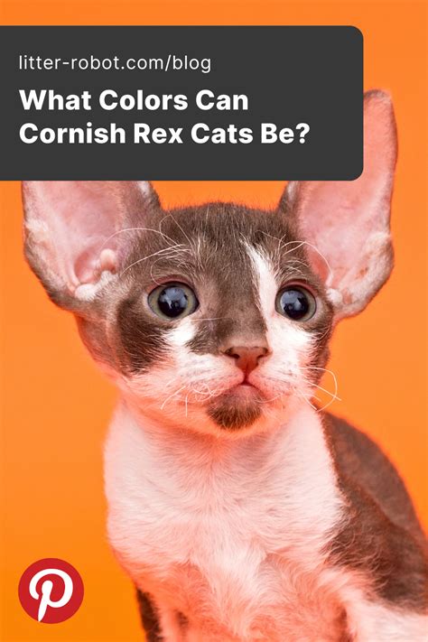 What Colors Can Cornish Rex Cats Be? | Litter-Robot