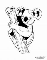 10 Free Cute Koala coloring pages At PrintColorFuncom sketch template