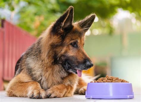 8 Best Foods for Senior Dogs 2024 Recommended by Vets | PetMD