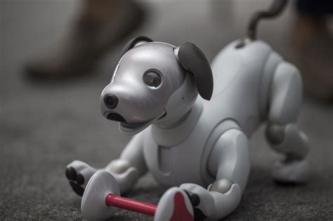 Sony Is About To Release Its Robot Dog, Aibo, in the US