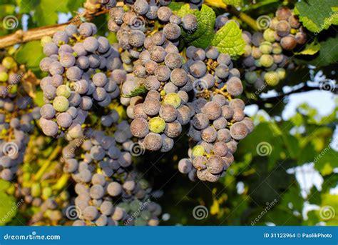 Grapes in a Vineyard in Central Italy Stock Photo - Image of healthy ...