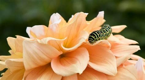 11 Dahlia Pests: How to Identify, Prevent, and Treat Them | Small ...