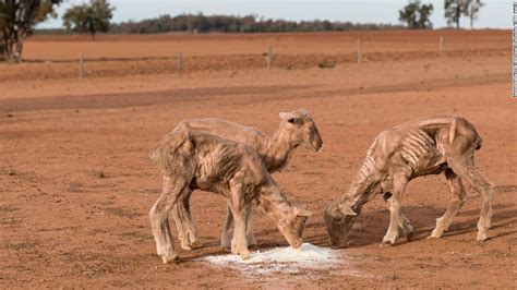 Farm animals suffer in Australian state's '100% drought' - CNN Video