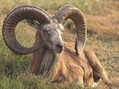 Argali - Alchetron, The Free Social Encyclopedia