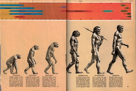 Evolution Of Humans Timeline