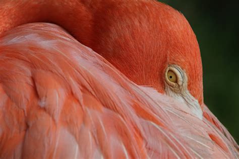 Free Images : nature, wing, animal, beak, color, pink, feather, fauna, plumage, close up ...