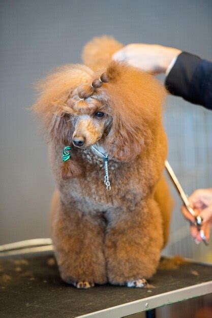 Premium Photo | Dog grooming at international dog show