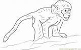 Happy Baby Baboon Coloring Page  Free Pages sketch template