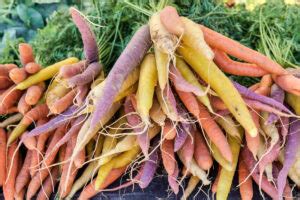 Growing Carrots 101: How to Grow Carrots from Seed to Harvest