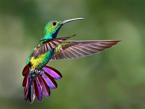 Do Hummingbirds Change Color? - Birdwatching Buzz