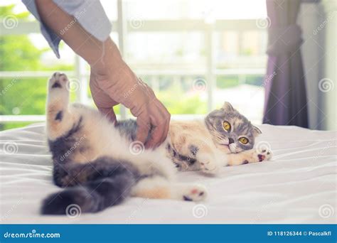 Close Up of a Man Playing with a Beautiful Cat on Bed in Morning Stock Photo - Image of morning ...