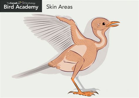 All About Bird Anatomy | Bird Academy • The Cornell Lab