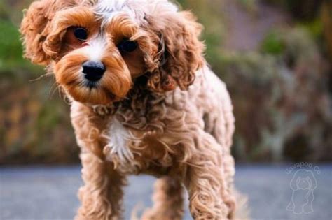 Dog Skin Infections • Cavapoo & Co