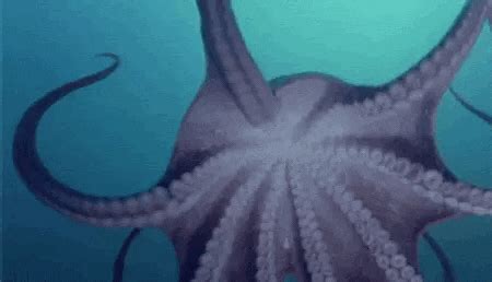 Ocean Octopus GIF by OctoNation - Find & Share on GIPHY